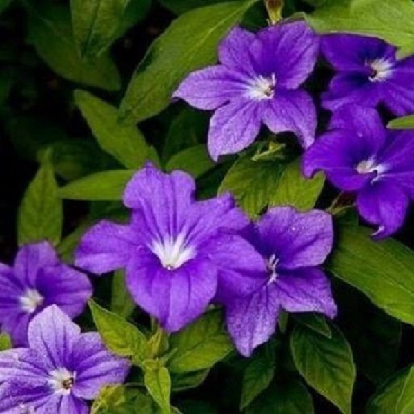 50+ Browallia Purple / Annual / Flower Seeds.