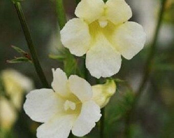 20+ Incarvillea Hardy Gloxinia Cream Color / Incarvillea / Hardy / Perennial Flower Seeds.