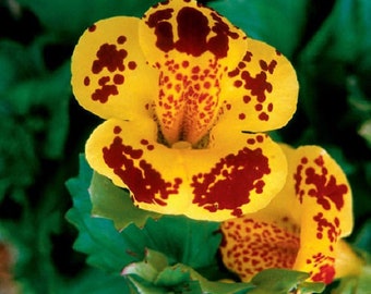 40+ Mimulus Yellow Maroon Bi-Color "Monkey Flower" / Annual / Flower Seeds.