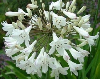 25+ White Agapanthas African Lily / Perennial / Flower Seeds.