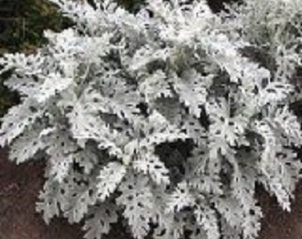 50+ Dusty Miller / Annual / Flower Seeds.