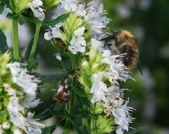 40+ White Hysspous / Perennial / Flower Seeds.
