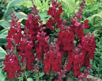 30+ Black Prince Snapdragon Antirrhinum / Self-Seeding / Annual / Flower Seeds.