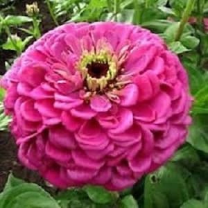 Peut inclure: Une grande fleur de zinnia rose vif avec un centre jaune. La fleur a de nombreuses pétales et est en pleine floraison.