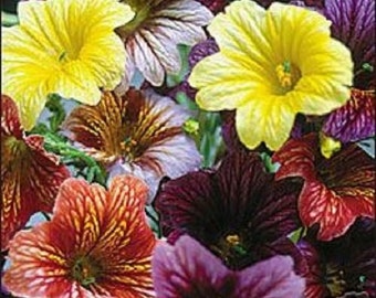 25+ Stained Glass Mix Salpiglossis / Annual / Flower Seeds.