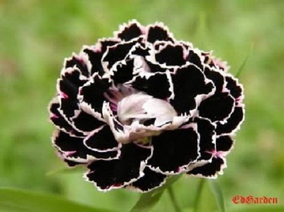 Perennial Flower Seeds Raspberry Ripple Carnation 30