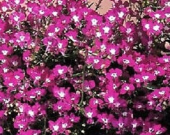 50+ Lobelia Regatta Rose / Annual / Flower Seeds.