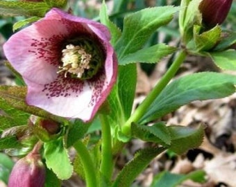 15+ White Christmas Rose Helleboris / Perennial / Flower Seeds.