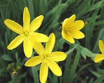 30+ Yellow Blue Eyed Grass Sisyrinchium / Perennial / Flower Seeds.