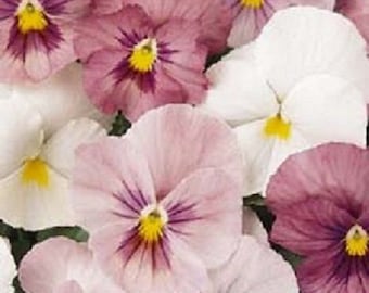 35+ Pansy Pink Panola / Annual / Flower Seeds.