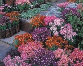 40+ Linaria Autumn Fantasy Mix / Snapdragon Like / Self-Seeding Annual / Flower Seeds.