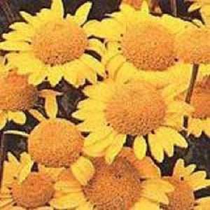 100+ Yellow St. John&#39;s Chamomile / &quot;Golden Marguarite&quot; / Perennial / Flower Seeds.