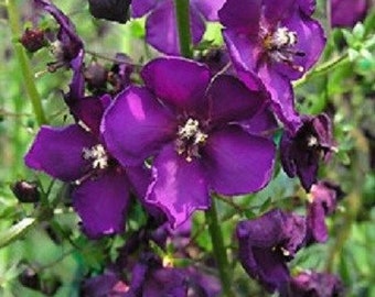 50+ Verbascum Violetta / Deer Resistant / Perennial / Flower Seeds.