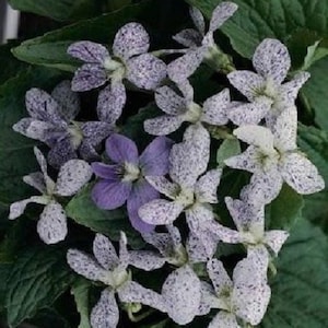May include: A cluster of white and purple spotted flowers with delicate petals. The flowers are arranged in a bouquet-like formation, showcasing their intricate patterns and soft colors.