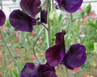 30+ Navy Blue Sweet Pea Lathyrus / Most Fragrant / Flower Seeds.