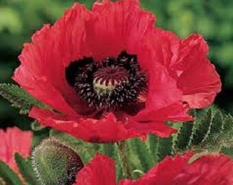 25+ Raspberry Brulee Poppy / Papaver / Orientale / Perennial / Flower Seeds.