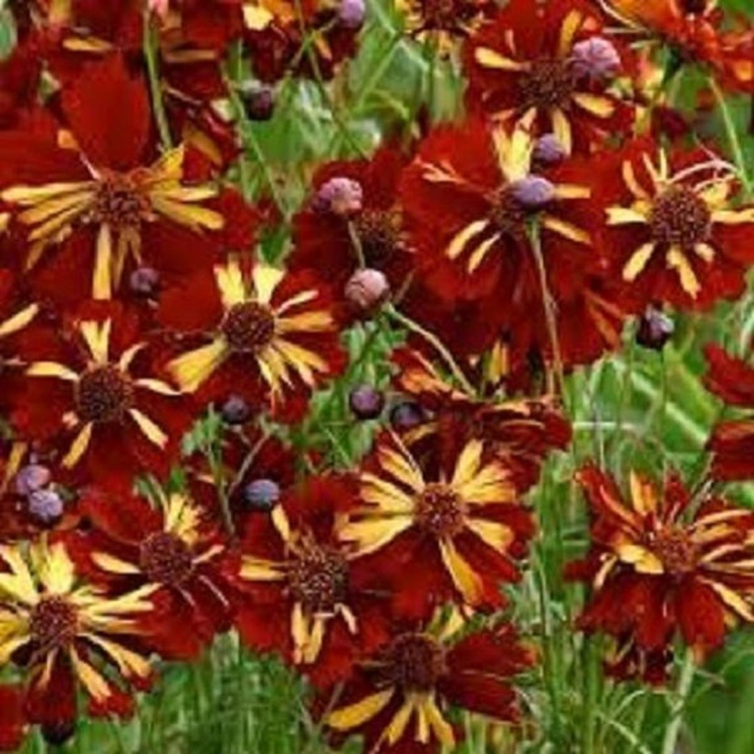 50+ Roulette Bi-color Coreopsis / Re-seeding Annual / Flower Seeds. - Etsy