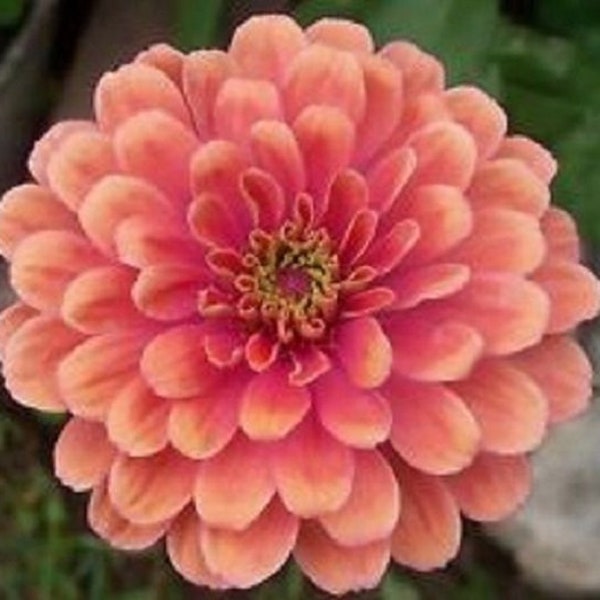 50+ Zinnia Salmon Colored / Annual / Flower Seeds.