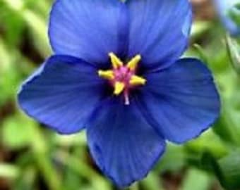 60+ Blue Pimpernel Anagallis / Perennial / Flower Seeds.