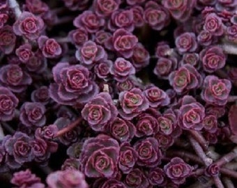 50+ Purple Carpet Sedum / Drought-Tolerant / Perennial / Flower Seeds.