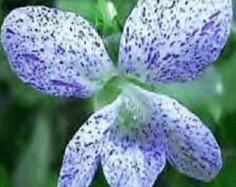 30+ Viola Freckles / Deer Resistant / Perennial / Flower Seeds.