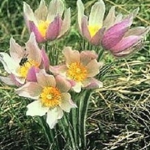 May include: A cluster of delicate, pastel pink and white pasque flowers with yellow centers bloom in a field of green grass.