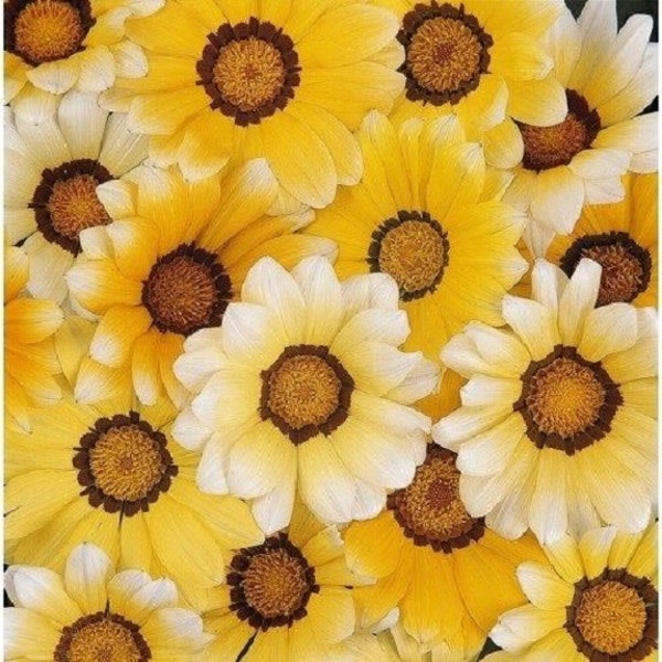 30+ Orange Cream Gazania / Drought Resistant / Re-Seeding Annual / Flower Seeds.