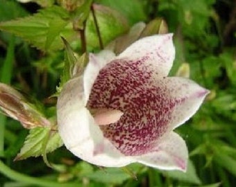 40+ Purple Spotted Takesmana Campanula / Canterbury Bells / Perennial / Flower Seeds.