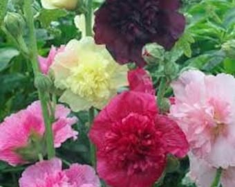 30+ Mix Double Hollyhock / Alcea Rosea / Perennial / Flower Seeds.