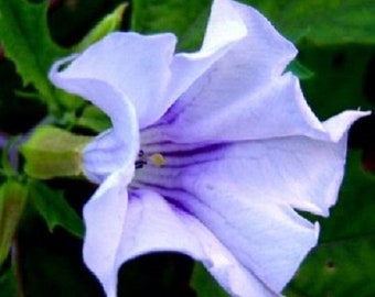 20+ Angel's Trumpet Datura / Annual Flower Seeds