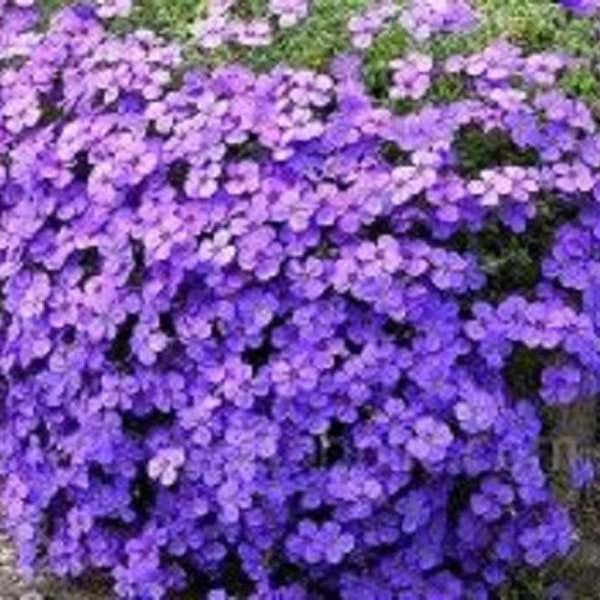 50+ Lilac Aubrieta Rock Cress / Perennial / Flower Seeds.