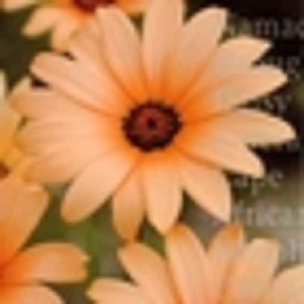 40+ African Daisy Salmon Color / Annual / Flower Seeds.