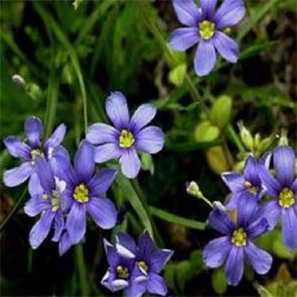 30+ Blue Eyed Sisyrinchium / Perennial / Flower Seeds.