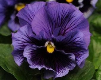 30+  Pansy Blue Frizzle Sizzle / Ruffled / Flower Seeds.