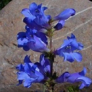 50+ Penstemon Blue Spring / Heterophyllus / Perennial / Flower Seeds.