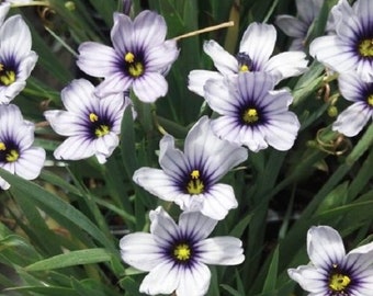 30+ White Blue Eyed Grass Sisyrinchium / Perennial / Flower Seeds.