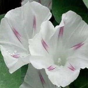 25+ Morning Glory &quot;Shiva&quot; / Perennial/ Flower Seeds.
