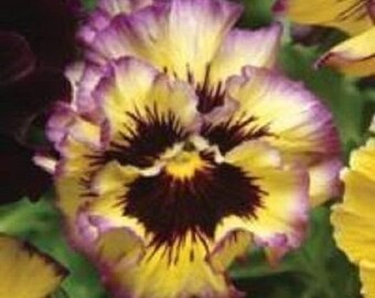 30+ Pansy Fizzy Lemon Berry / Ruffled / Annual / Flower Seeds.