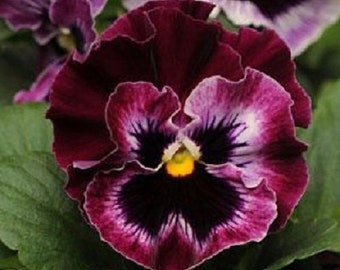 30+ Raspberry Frizzle Sizzle Pansy / Annual / Flower Seeds.