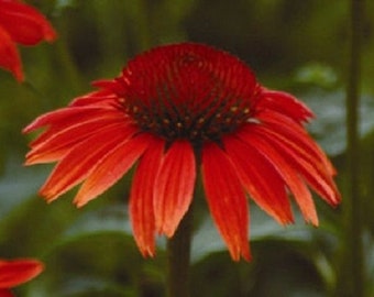 25+ Ruby Red Echinacea Coneflower / Long-Lasting Perennial / Flower Seeds.