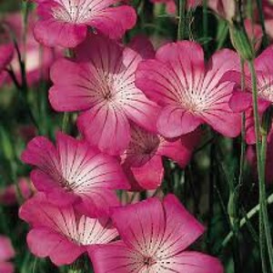 Può includere: Primo piano di fiori rosa vibranti con centri bianchi e delicate venature. I petali sono aperti, mostrando gli intricati dettagli dei fiori. Steli e foglie verdi forniscono uno sfondo naturale, creando una composizione floreale visivamente accattivante.