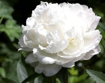 May include: A large, white peony flower in full bloom. The petals are soft and delicate, and the flower is surrounded by green leaves.