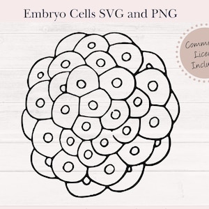 División de células embrionarias SVG y PNG Imagen - Células embrionarias Descarga para Cricut o Silhouette - Gráfico vectorial de fertilización in vitro