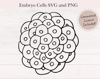 Dividing Embryonic Cells SVG and PNG Image - Embryo Cells Download for Cricut or Silhouette - Invitro Fertilization Vector Graphic