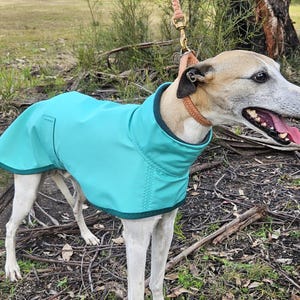 May include: A dog wearing a solid turquoise dog coat with a dark teal trim around the edges. The coat features a high collar design and covers the back and chest area. The dog has a tan and white coat and is wearing a tan leather collar with a leash.
