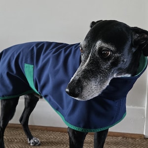 May include: A black dog wearing a navy blue dog coat with green trim. The dog is standing indoors near a white door and wall. The coat has a green patch on the side.