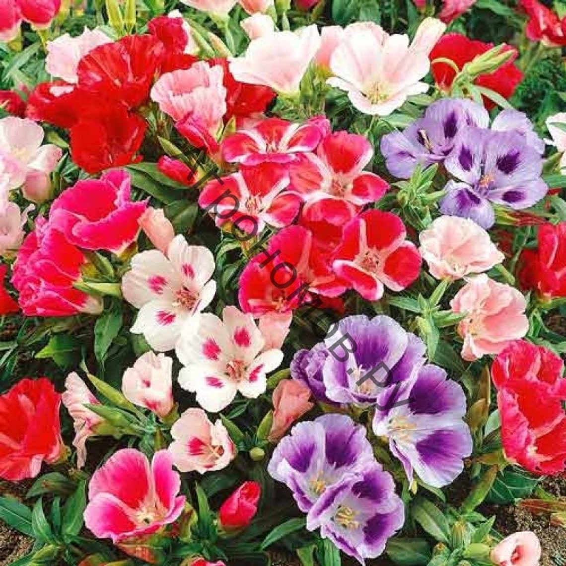 Godetia Seeds/Fresh Seeds alta calidad de Ucrania/Flowers Etsy