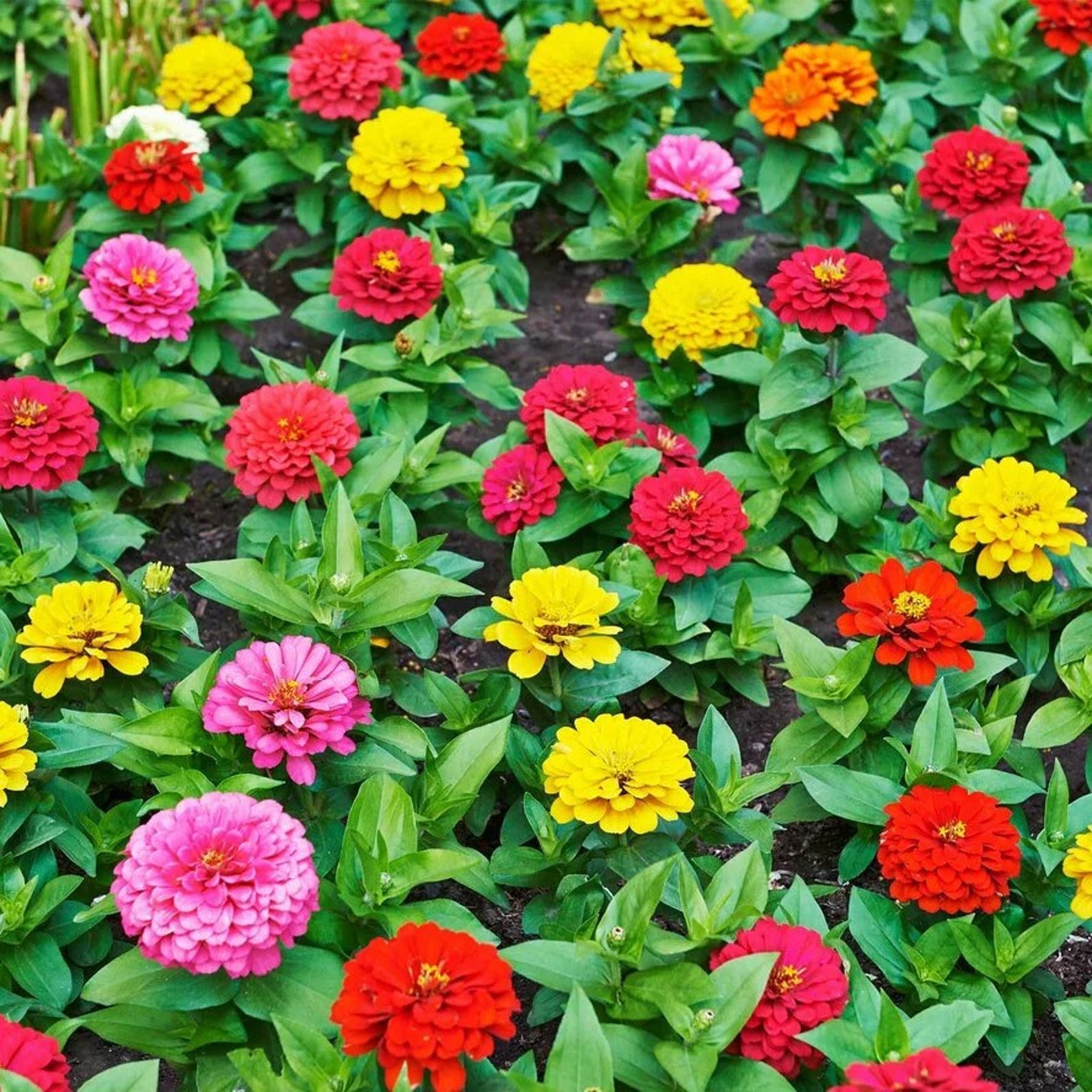 Zinnia Dwarf Mix/Fresh Seeds/High Quality from Ukraine/Flowers Etsy