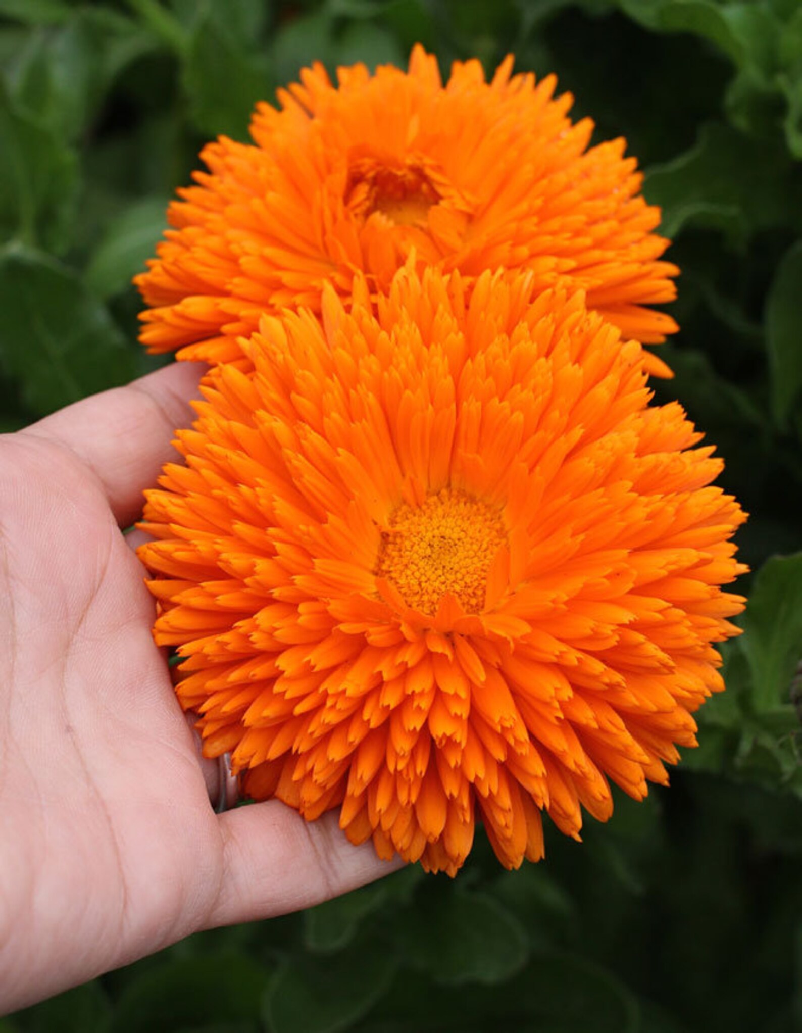 Calendula Officinalis L Radio Fresh Seeds High Quality from Etsy