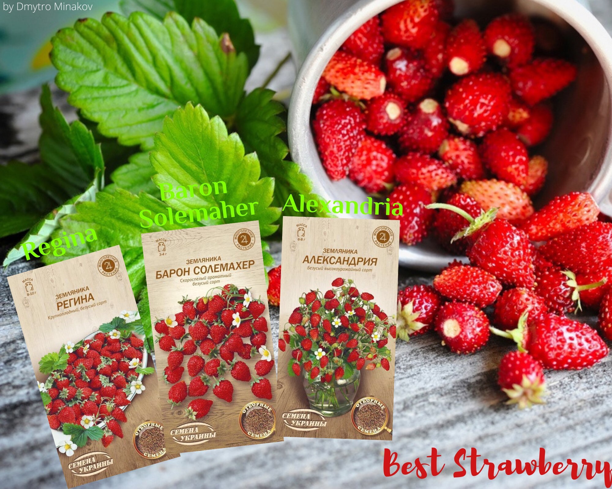 Strawberry Seeds Collection/Regina/Baron Etsy